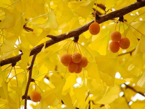 Usage of Ginkgo Biloba Extract in treatment of disordered brain circulation